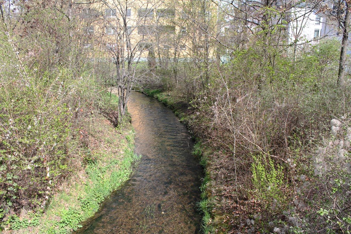 Offener Gewässerlauf im Siedlungsgebiet mit naturnahem Uferbereich mit Gestrüpp und kleinen Bäumen