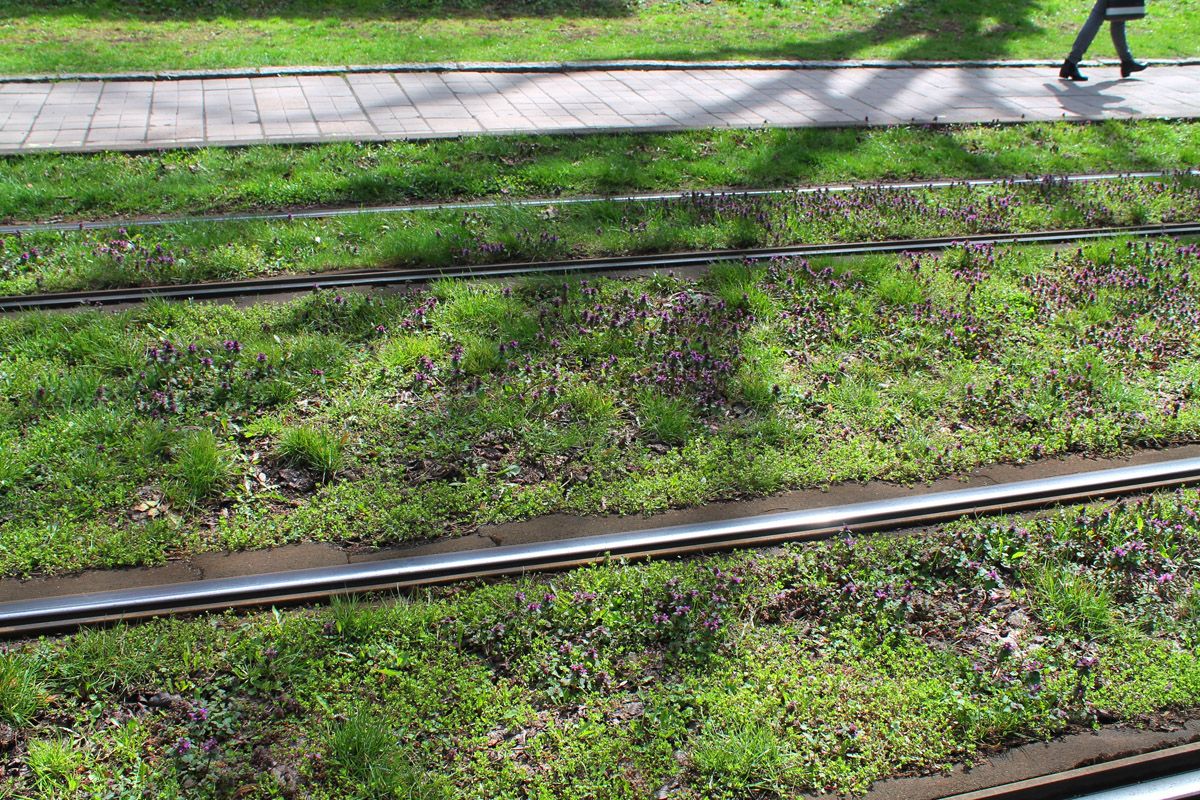 Strassenbahngleisbett mit grünem Bewuchs zwischen den Schienen