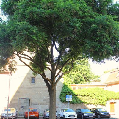 Japanischer Schnurbaum vor Parkplatz und altem Gebäude