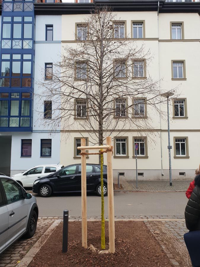 neu gepflanzter Baum vor Haus in einer innerstädtischen Straße