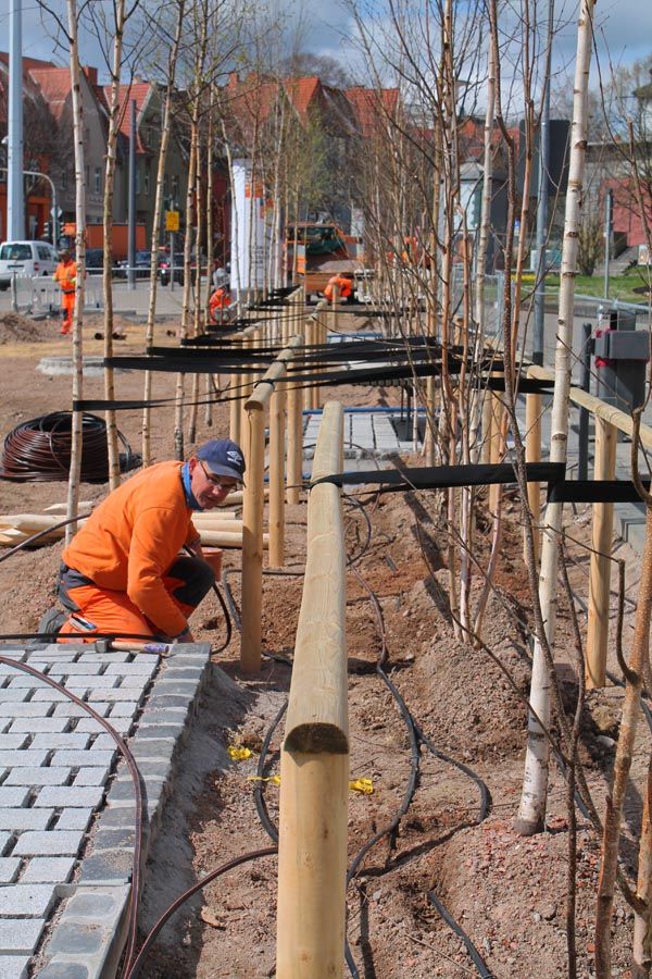 Arbeiter mit orangen Overall gebutachtet neu Baumpflanzung am Strassenrand